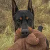 Axel Wolf - @axel.wolf00 - TikTok