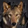 Axel_Wolf - @thomasadams228 - TikTok