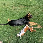 Axl & Cooper - @schnoot_and_schnoz - Instagram