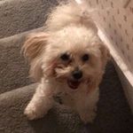 axl cooper - @axlthemaltipoop - Instagram