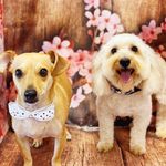Cooper 🐶 & Axl 🐩 - @cooperandaxl - Instagram