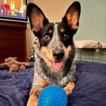 Axl Foley - @axlfoleycampbell - Instagram