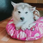 AXL "Foley" - @axl_malamute - Instagram