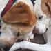 Axl Foley, the 3/4 dog - Facebook