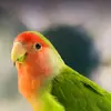 Axl - @axllovesbirbs - TikTok