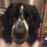 Axle Rose - @axle.rose_ - Instagram