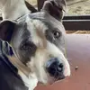 Axle Rose - @the.axle.rose - TikTok
