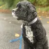 AxleRose - @axlerosethedog - TikTok