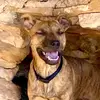 AxleRose_k9 - @axlerose_k9 - TikTok