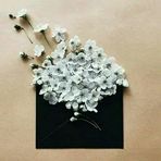 Aya Amer - Facebook