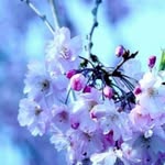 syria - @aya_amer - Instagram