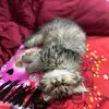 _aya_ismail - @_aya_ismail - TikTok