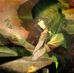 Kazami Yuuka - Facebook
