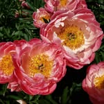 Ayako Hagiwara (Nakayama) - @cri_gol_moka - Instagram