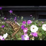 @ayako_nakayama - Instagram