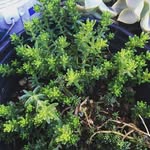 Ayanna Collins - @drift_succulents_and_jewlery_ - Instagram
