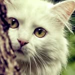 Ayesha Alim - @alimayesha - Instagram