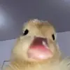 ayesha joyce - @ayesha.joyce3 - TikTok