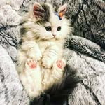 Ayesha Lateef - @ayeshalateef - Instagram
