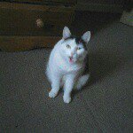 Ayesha Morris - @__jennyftw666__ - Instagram