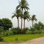 Ayesha Rasool - @ayesharasoolgill - Instagram