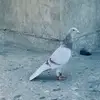 Ayhan Uzun🦅 - @pigeonsclup - TikTok
