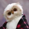 Aymen Atallah - @aymenatallah3 - TikTok
