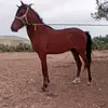 Aymen Jaber - @aymen.jaber2 - TikTok