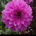 Aynur Abanoz - Facebook