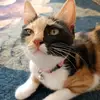 Aynur Abaz173 - @aynurabaz173 - TikTok