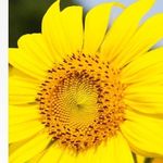 Aynur Abazli - @aynurabazli - Instagram