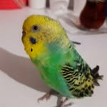 Aynur Kurtuluş - @aynur_krt34 - Instagram