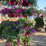 Aynur Nahar - Facebook