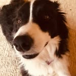 Ayo de Meyer - @ayo_love_cute_dog_ - Instagram
