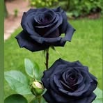 Ayse Acar - Facebook