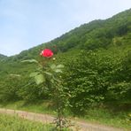 Ayşe Yiğit - Facebook