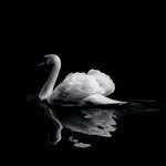 Ayub Abdi - @ayubabdi52 - Instagram