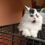 Ayub Syed - @syedayub979 - Instagram