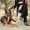 Ayush Shah - @ayush3253 - TikTok