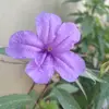 Ayushi Gaur - @ayushigaur36 - TikTok
