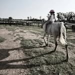 Azar-Ali Equestrian Centre - @azar.ali.equec - Instagram