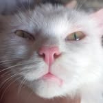 Azeem Arif - @azeem_arif_ - Instagram