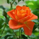 Aziza Khatun - Facebook