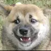 Aziz.Fozilov - @aziz.fozilov - TikTok