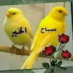 Aziz Kamel - @azizkamel3471 - Instagram