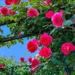 Aziz Rahimi - @aziz.rahimi.908347 - Instagram