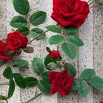 Abdulaziz Razvi - @abdul_aziz_razvi_ - Instagram