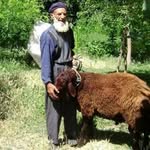 Aziz Safa Celep - @safacelep_wolf_grass_mountains - Instagram