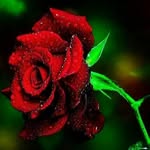 Aziza Othman - @azizaothman67 - Instagram