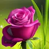 azizaothman75 - @azizaothman75 - TikTok